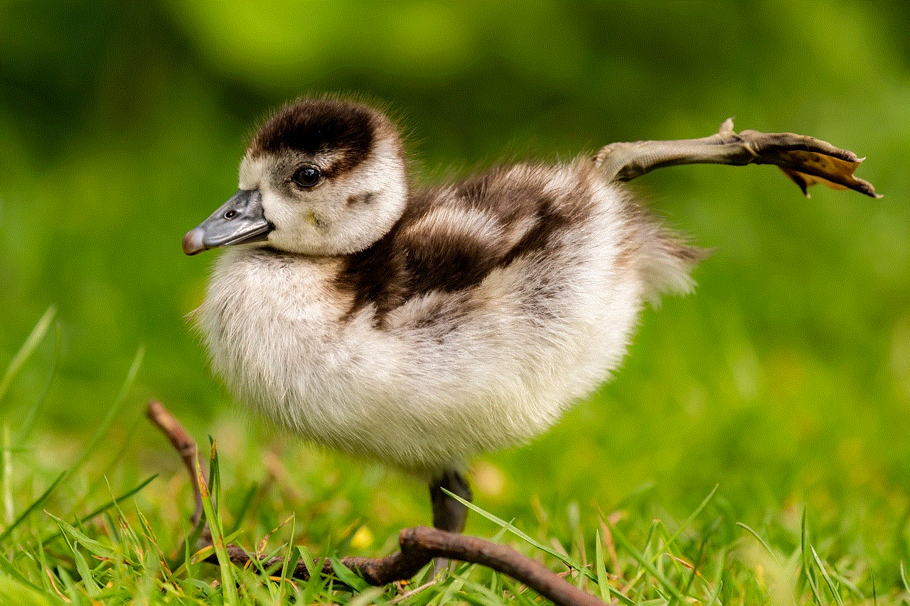 Goose Gosling