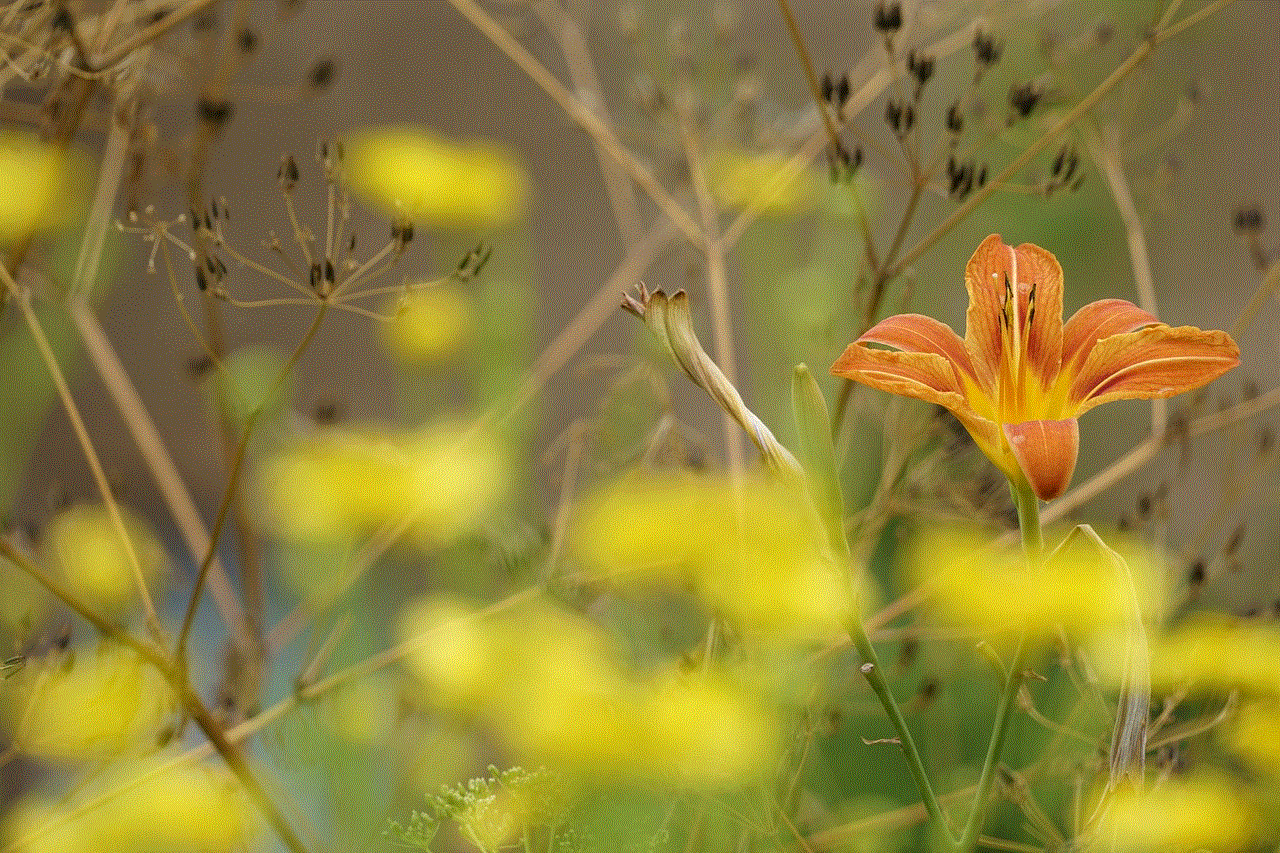 Flower Daylily