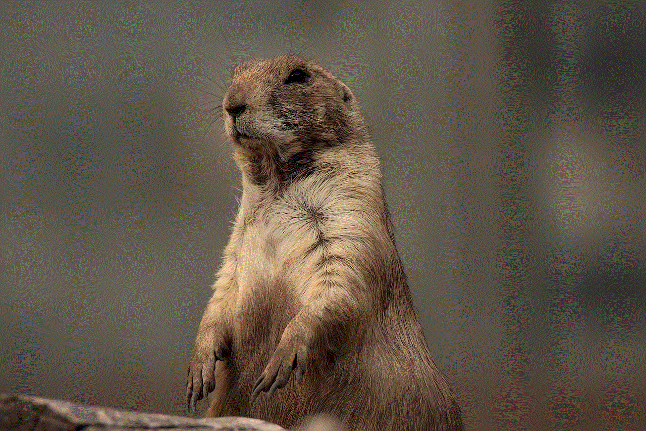 Prairie Prairie Dog