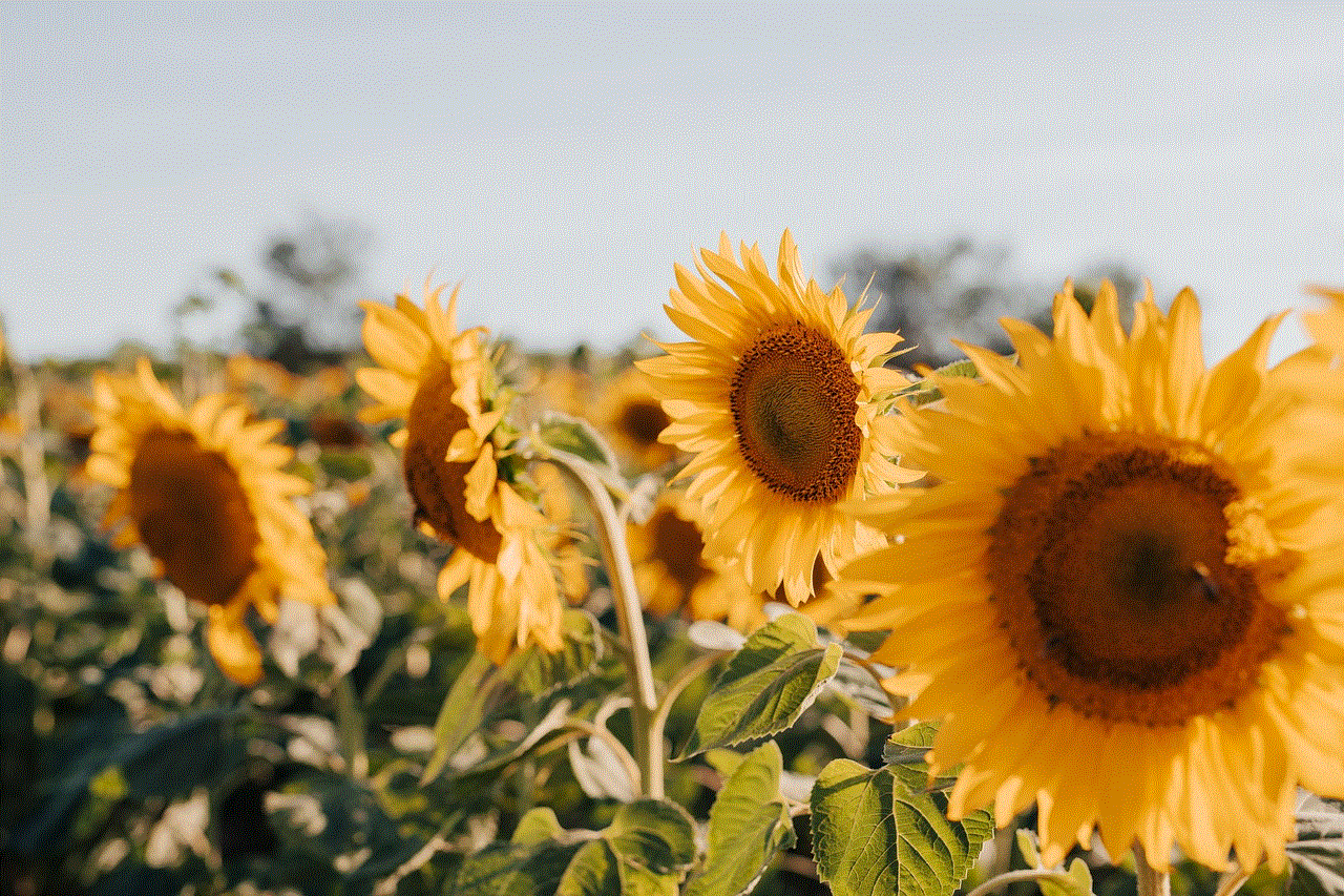 Sunflowers Flower Background