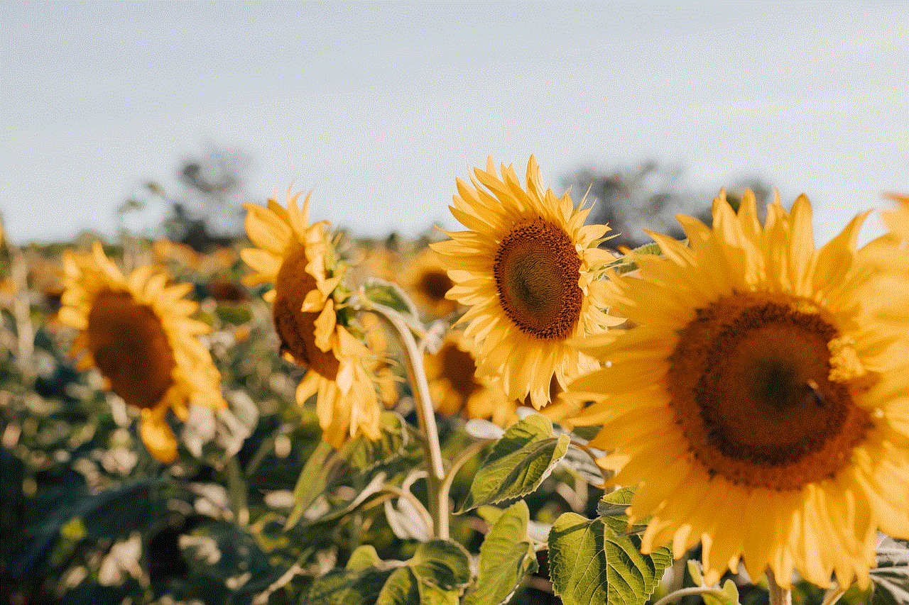 Sunflowers Flower Background Sunflowers Flower Background