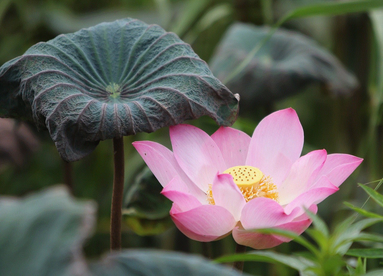 Lotus Flower