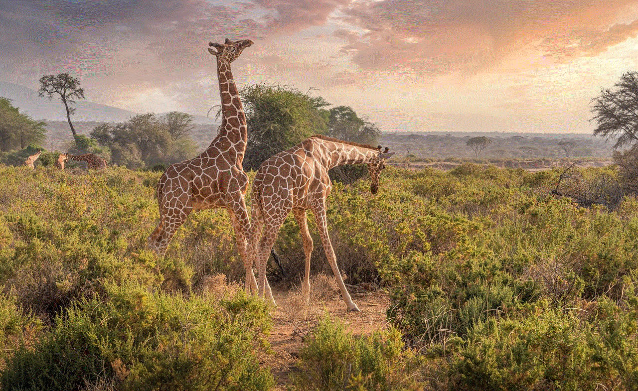 Giraffes Animals