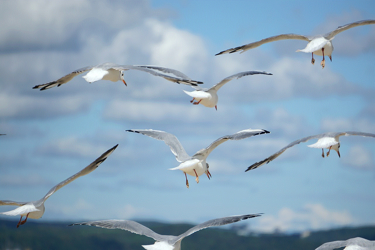 Birds Gulls