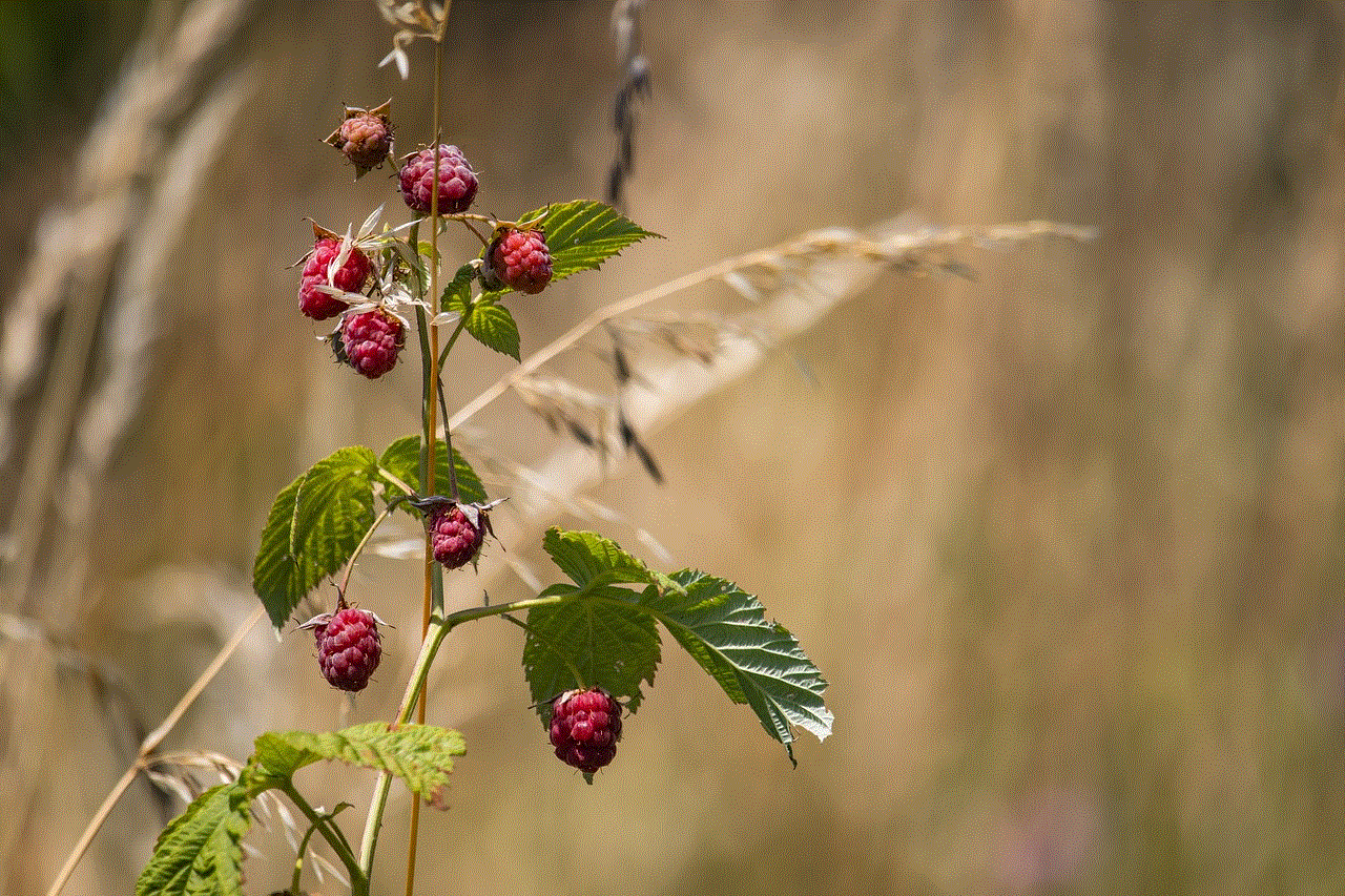 Raspberry Raspberry Bush