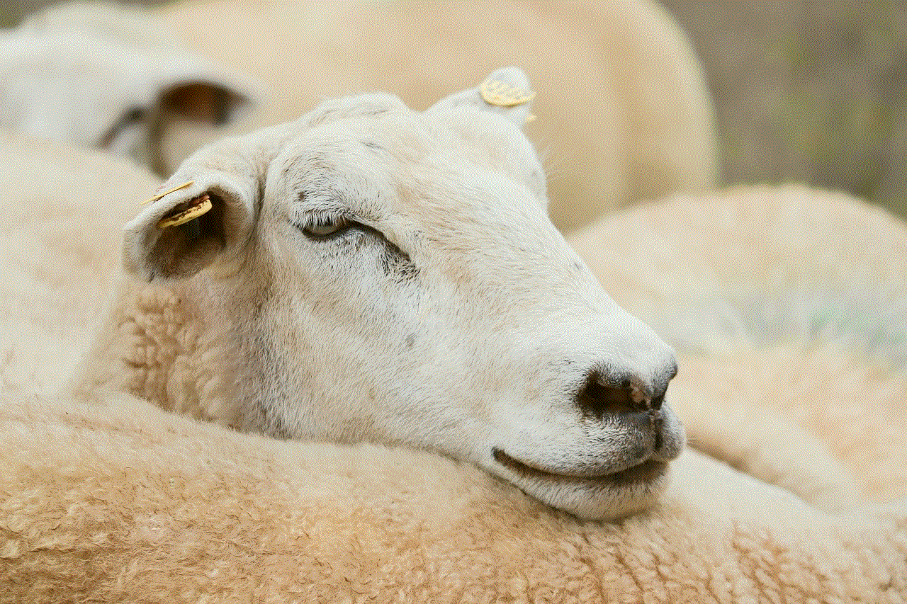 Sheep Animal