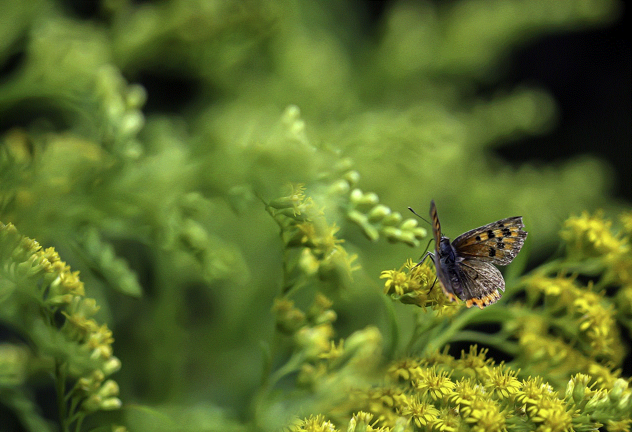 Butterfly Flower