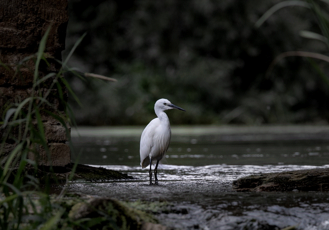 Little Egret Bird