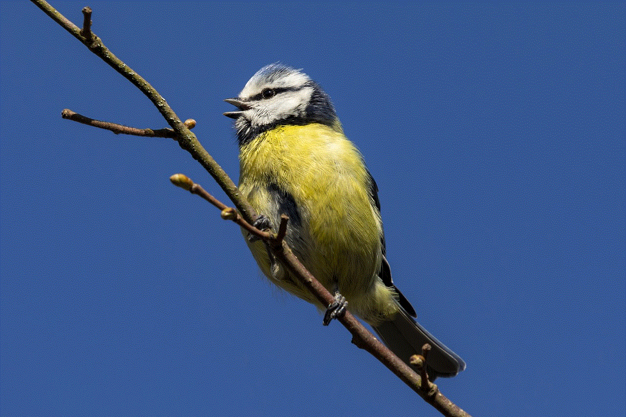 Eurasian Blue Tit Blue Tit