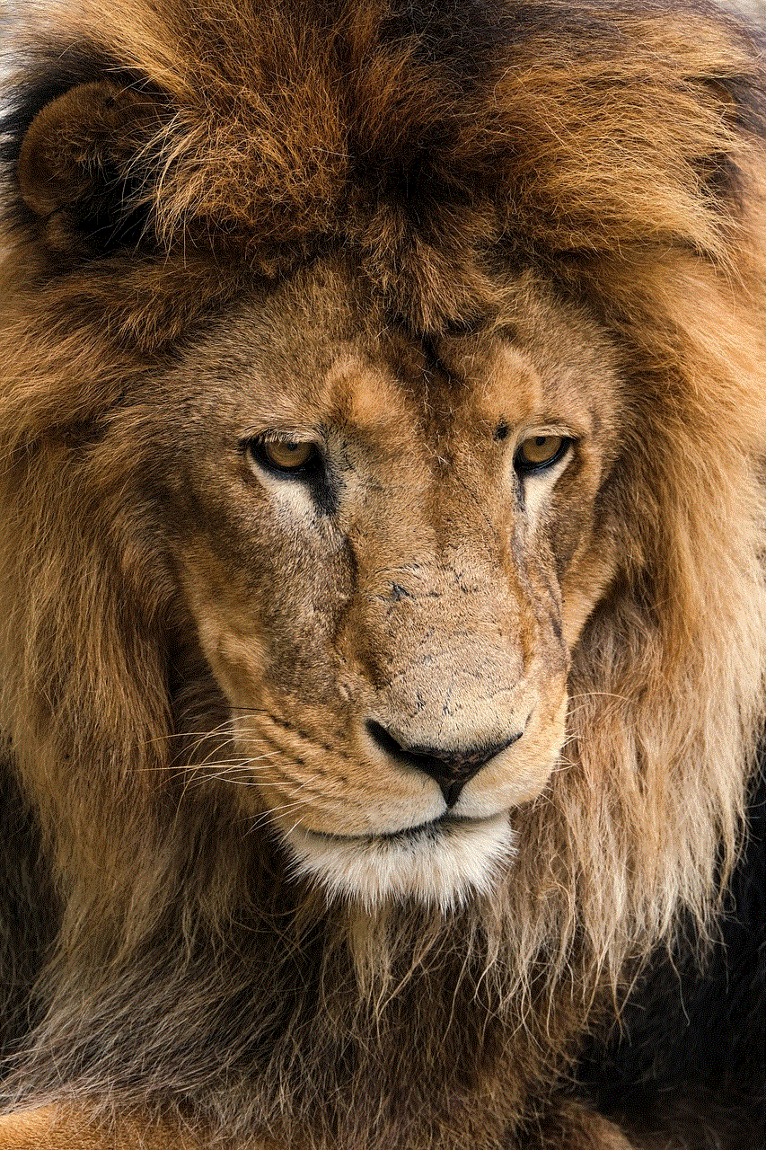 Lion Nature