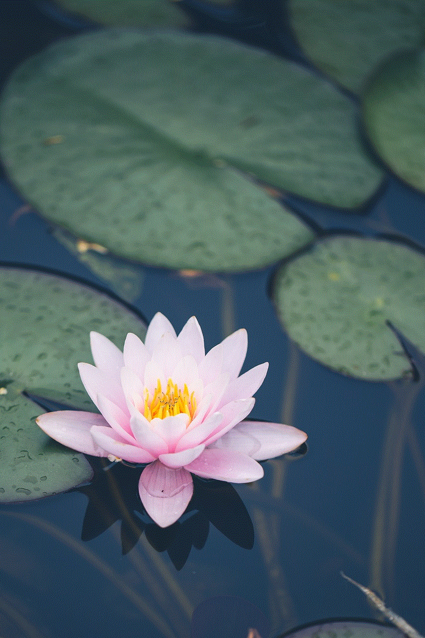 Flower Waterlily