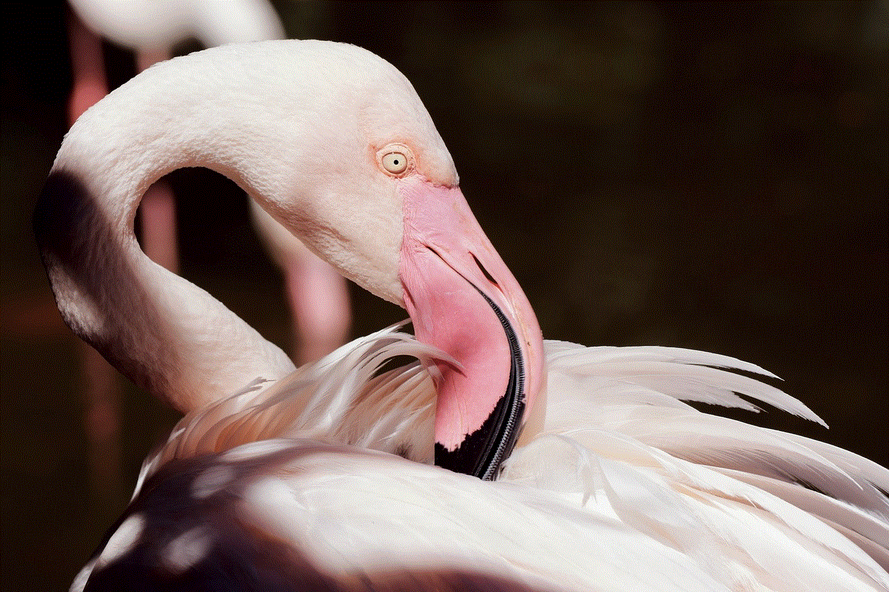 Flamingo Bird