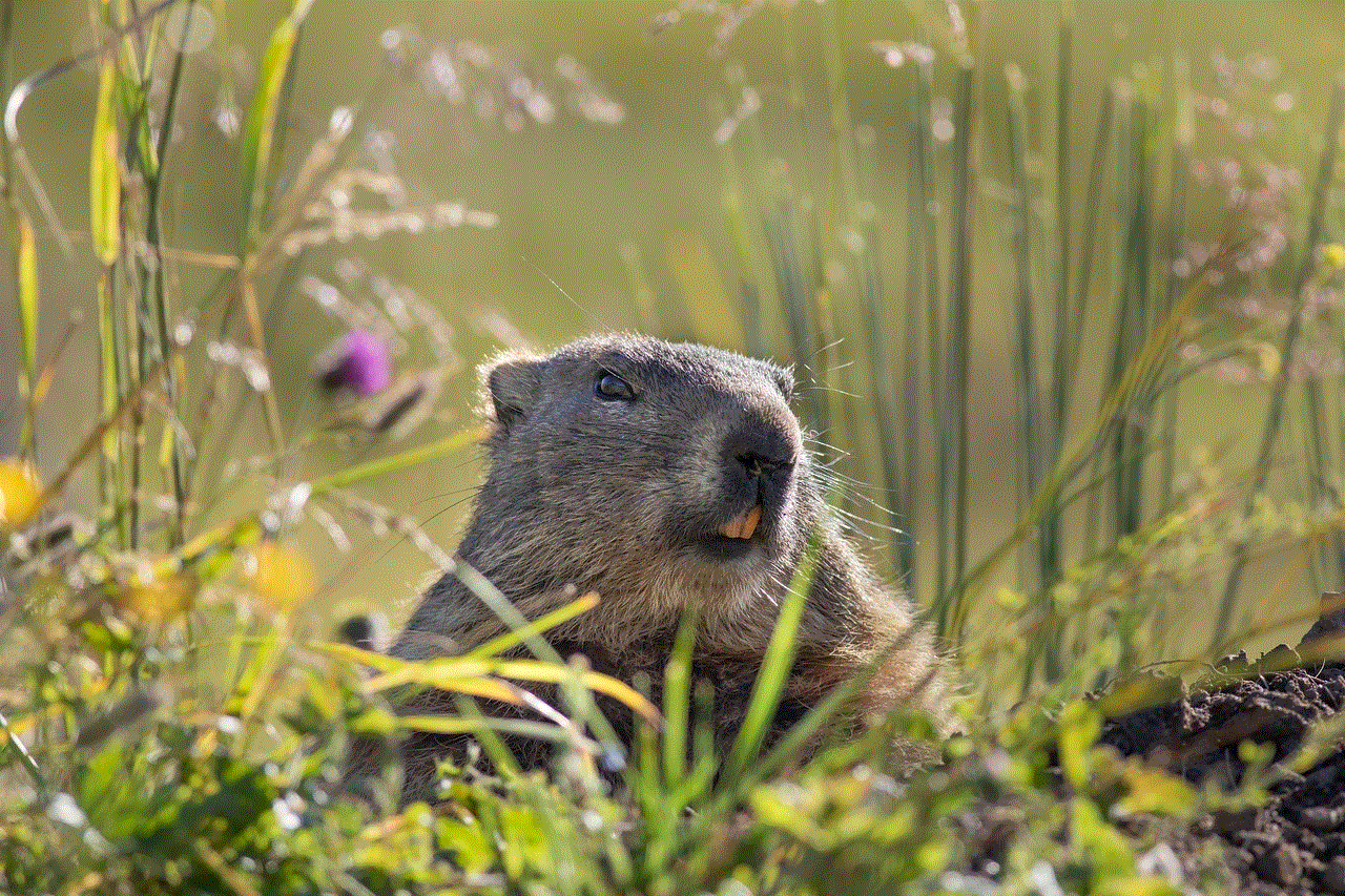 Marmot Rodent