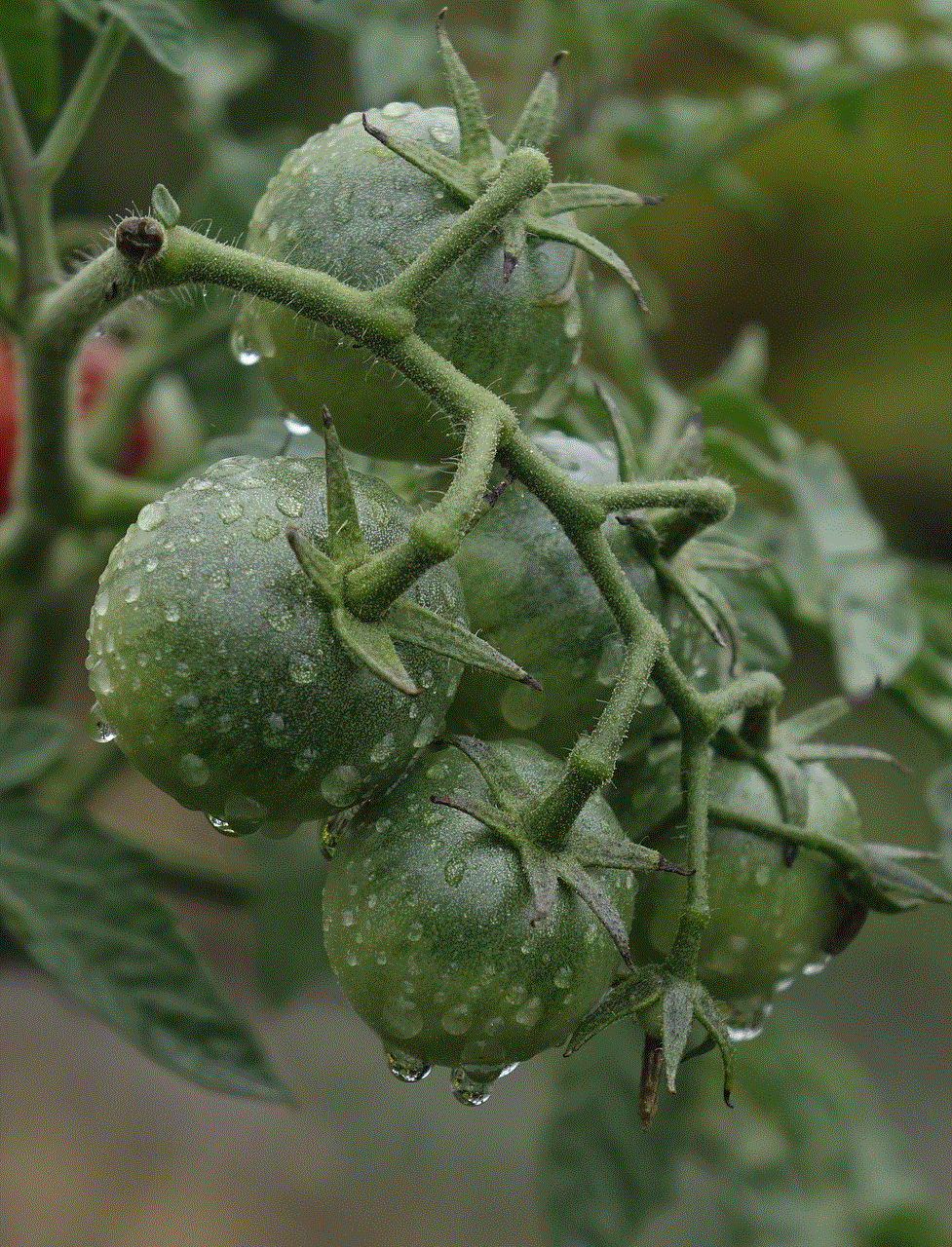 Tomatoes Green