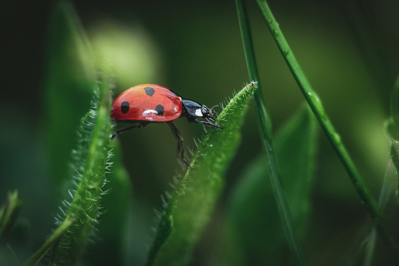 Ladybug Insect