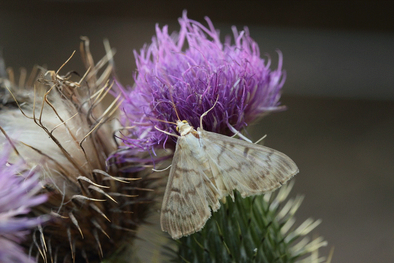 Moth Thistle