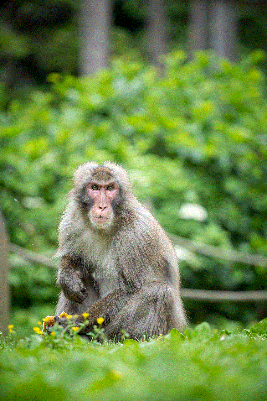 Japanese Macaque Animal