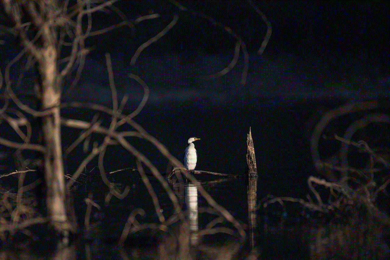 Little Pied Cormorant Bird