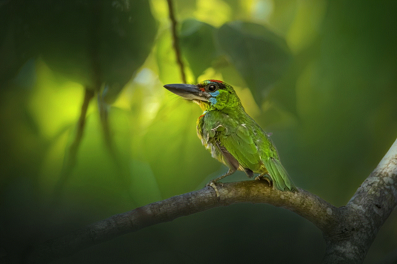 Red-Throated Barbet Bird