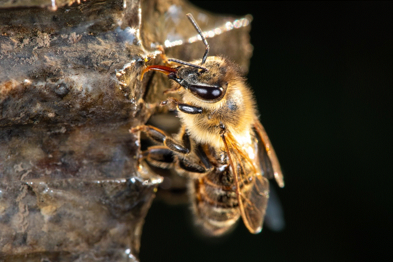 Bee Western Honey Bee