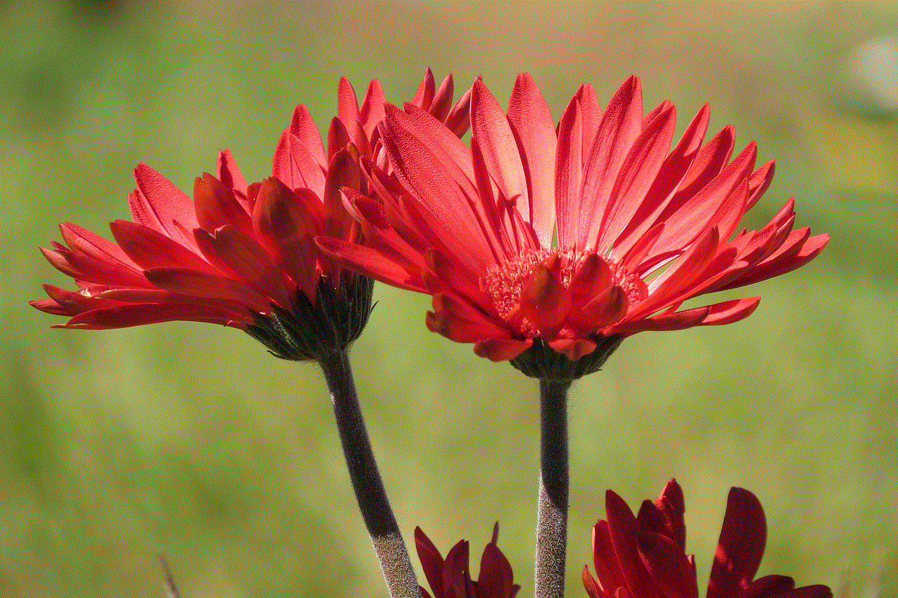 Daisies Flowers