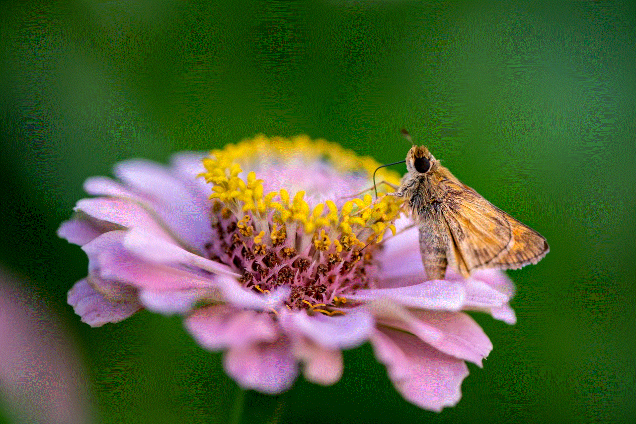Moth Flower