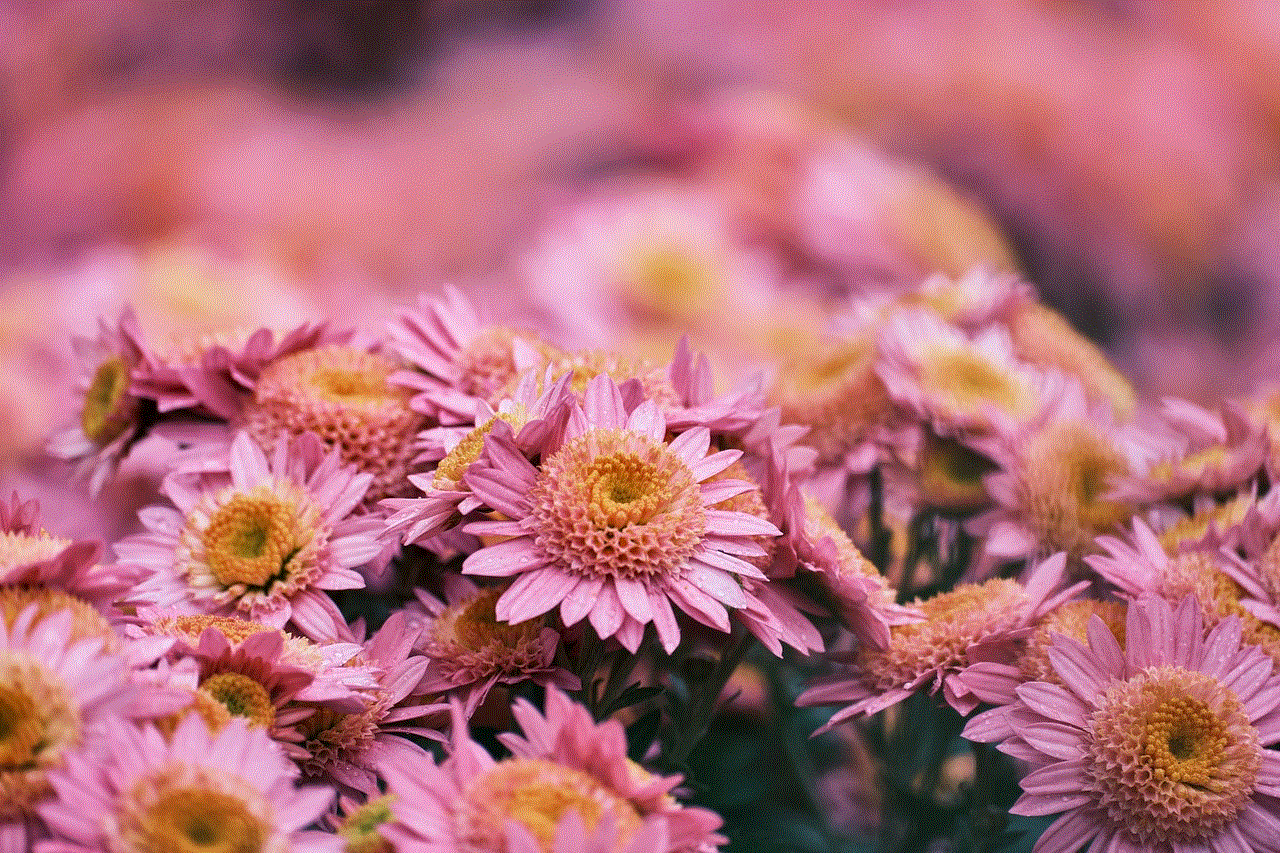 Chrysanthemum Flowers