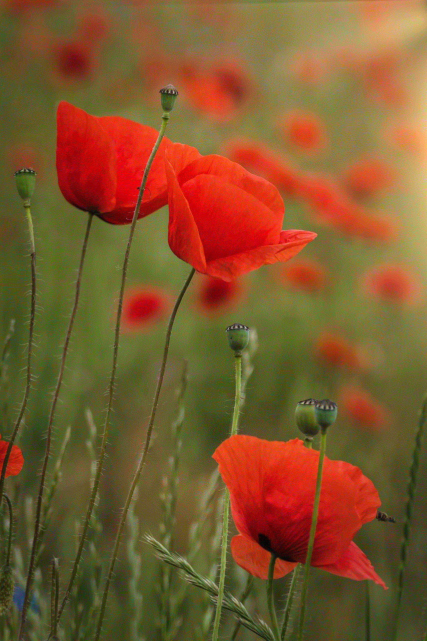 Poppies Red Poppies