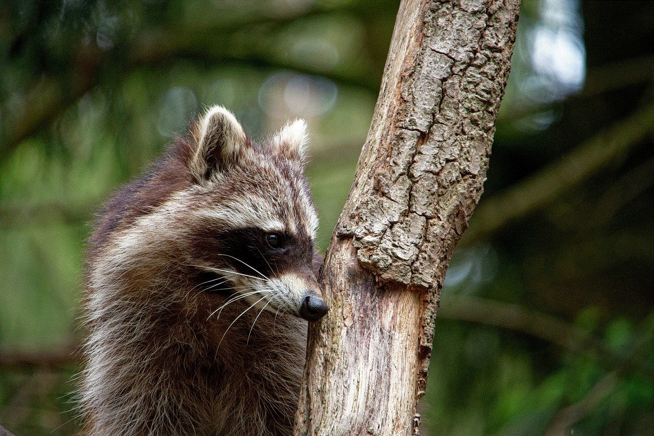 Raccoon Animal