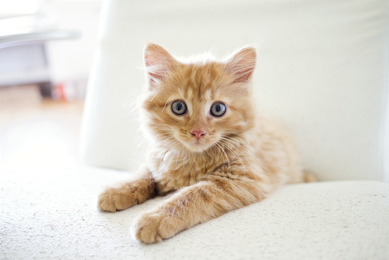 Cat Kitten