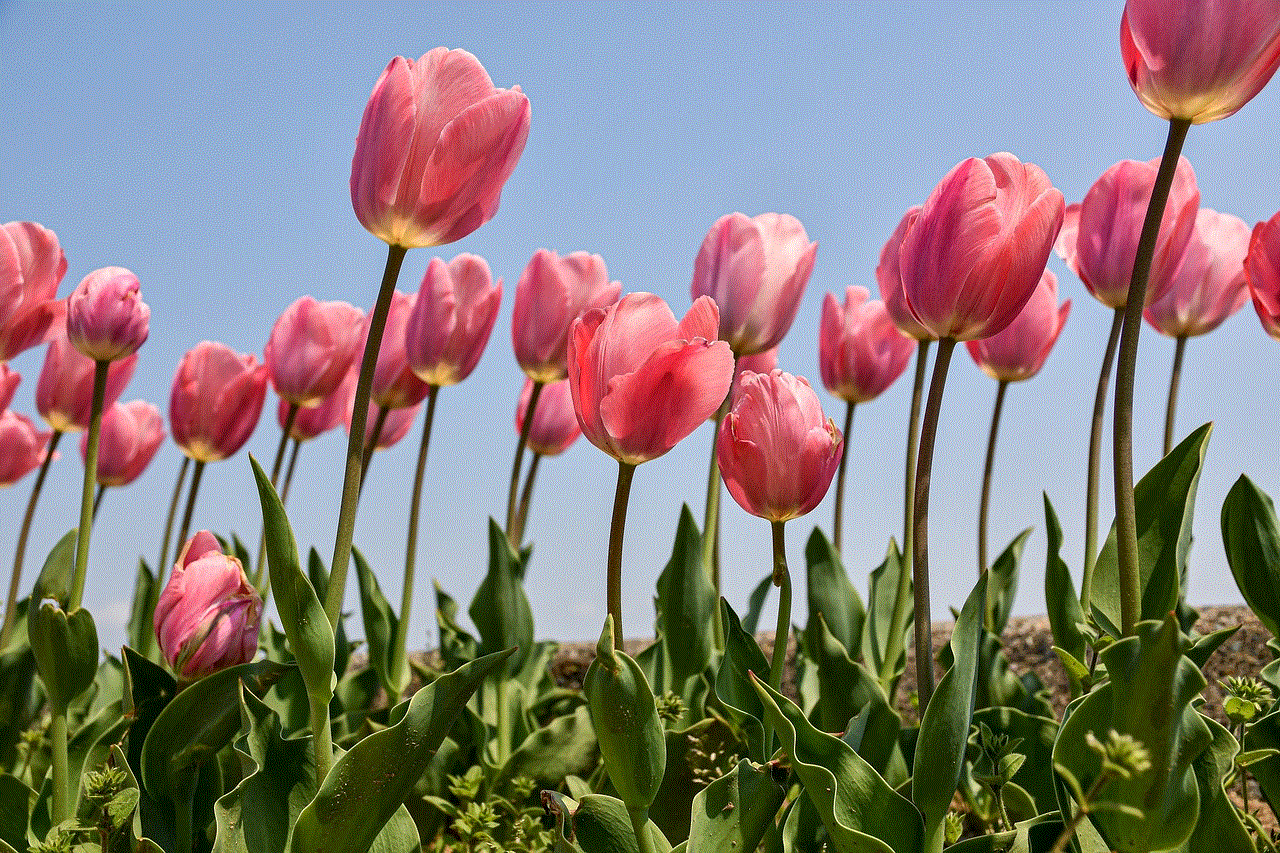 Flowers Tulips