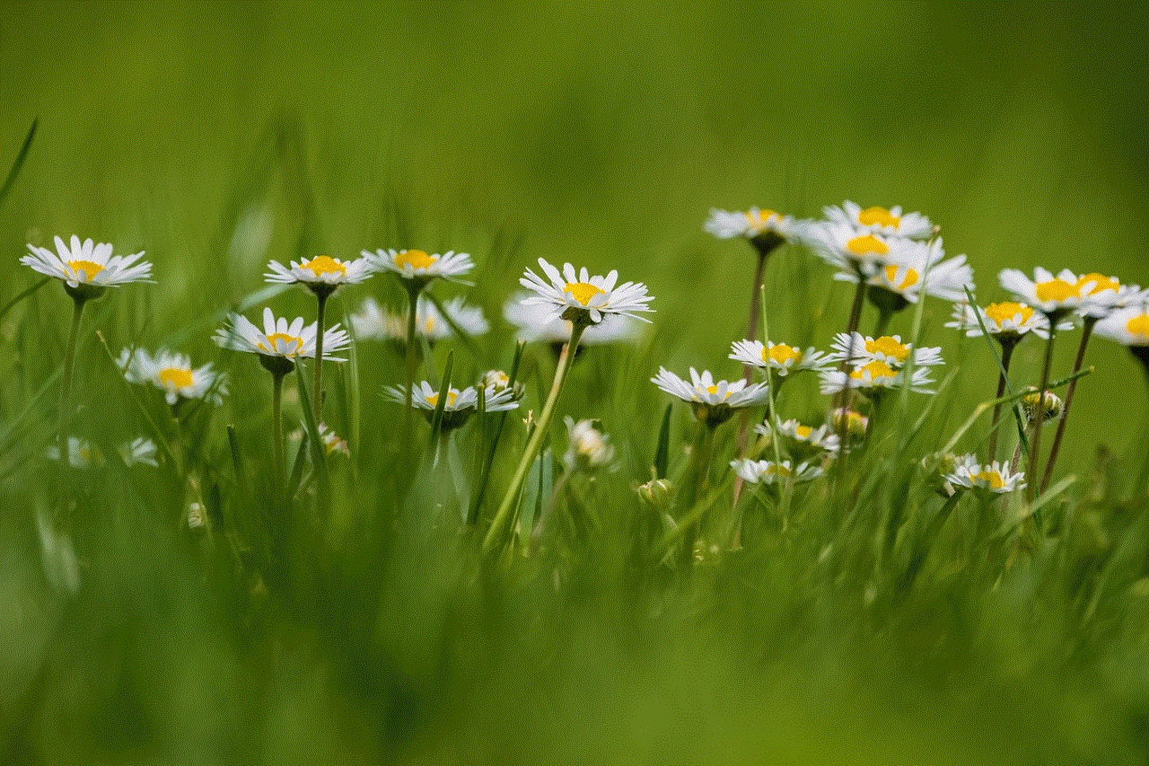 Flowers Daisy