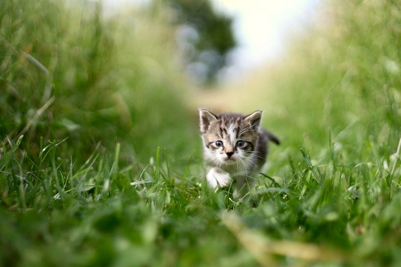 Cat Animal Cat Animal