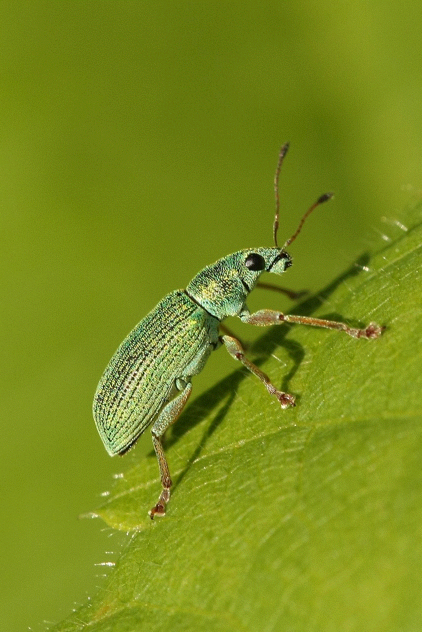 Beetle Insect Beetle Insect