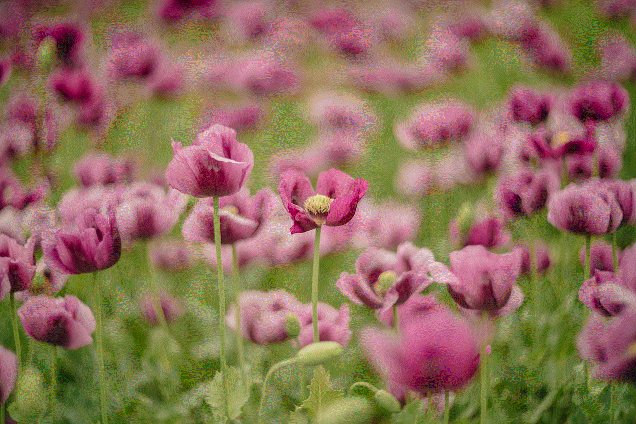 Poppies Flowers