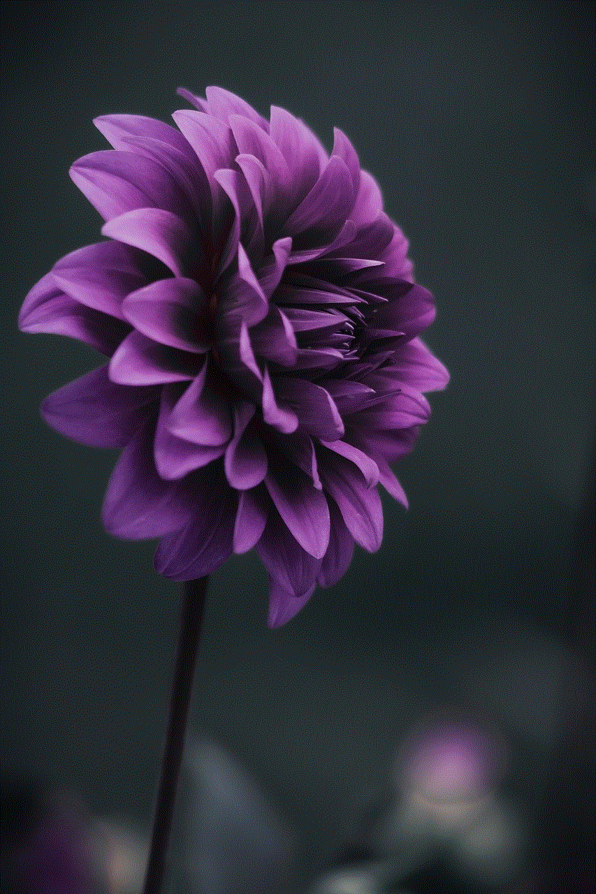 Dahlia Purple Dahlia