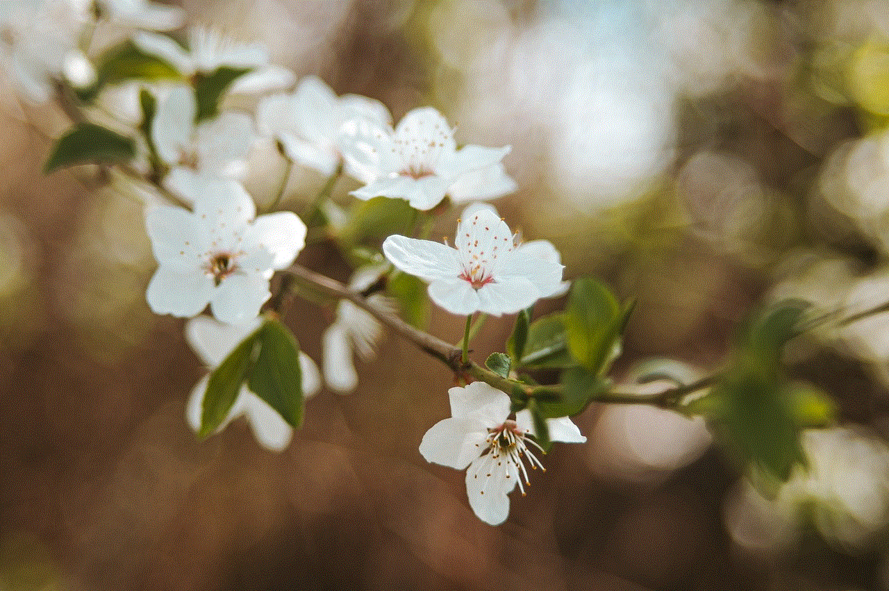 Plum Blossoms Flowers