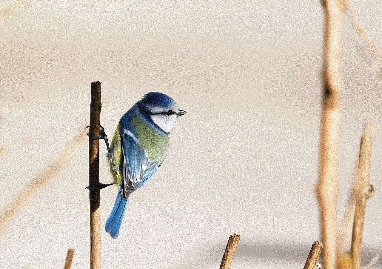 Bird Blue Tit