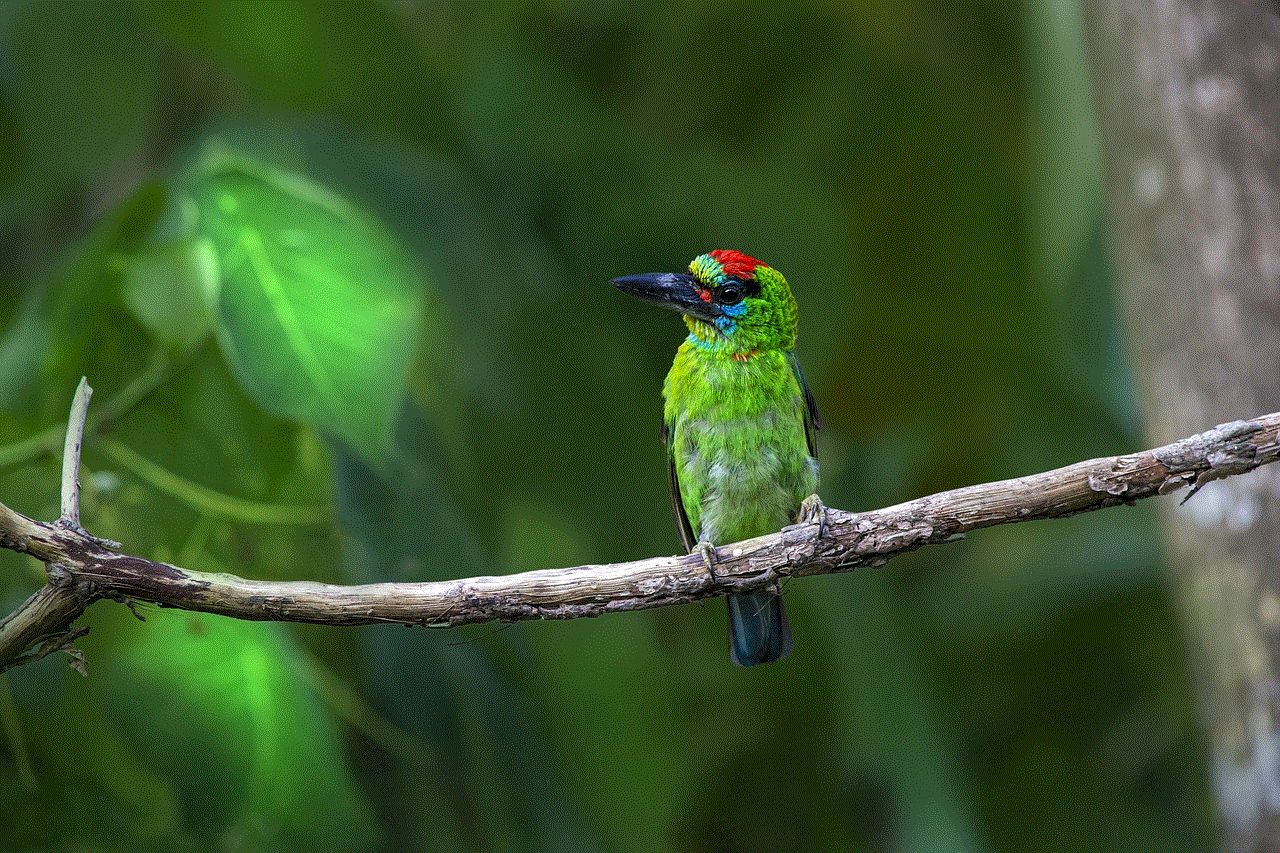 Red-Throated Barbet Bird