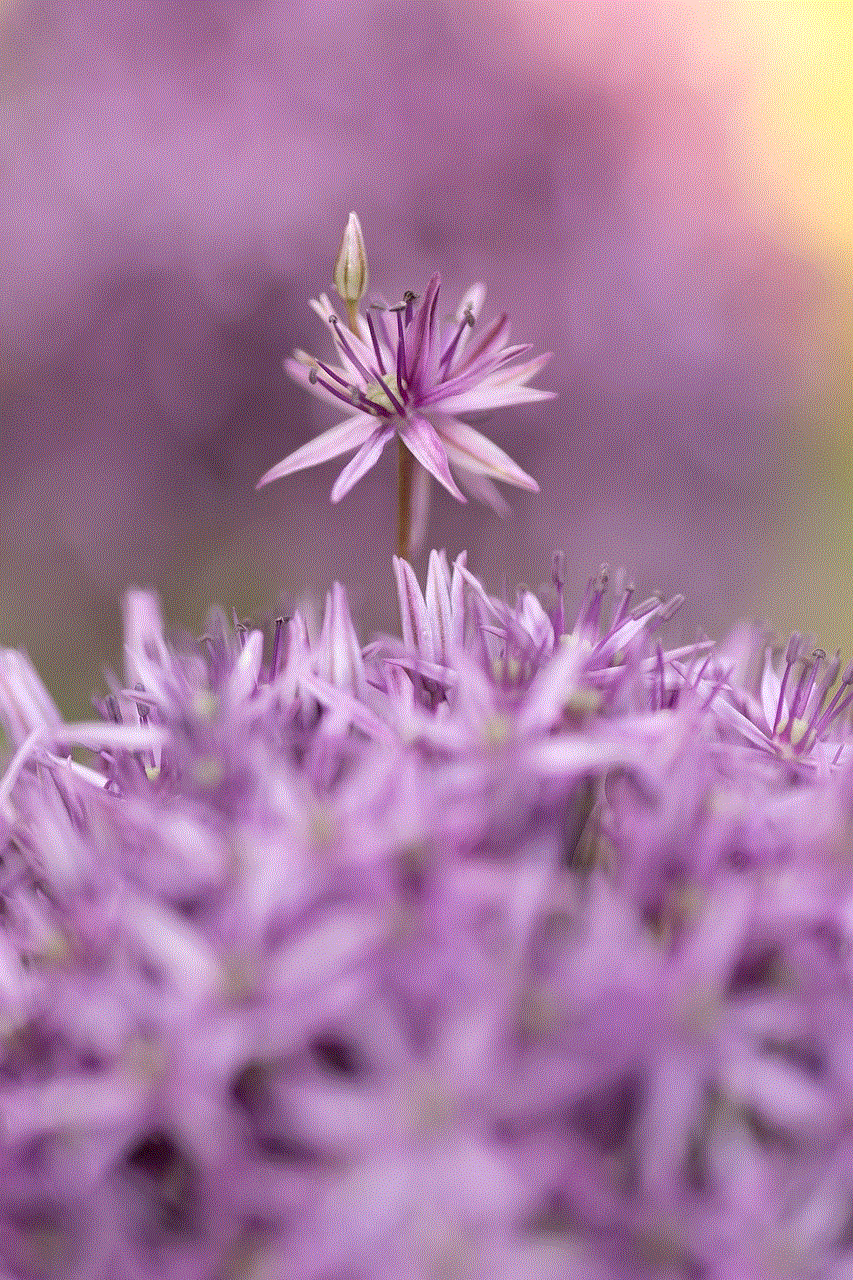 Allium Flower Allium Flower