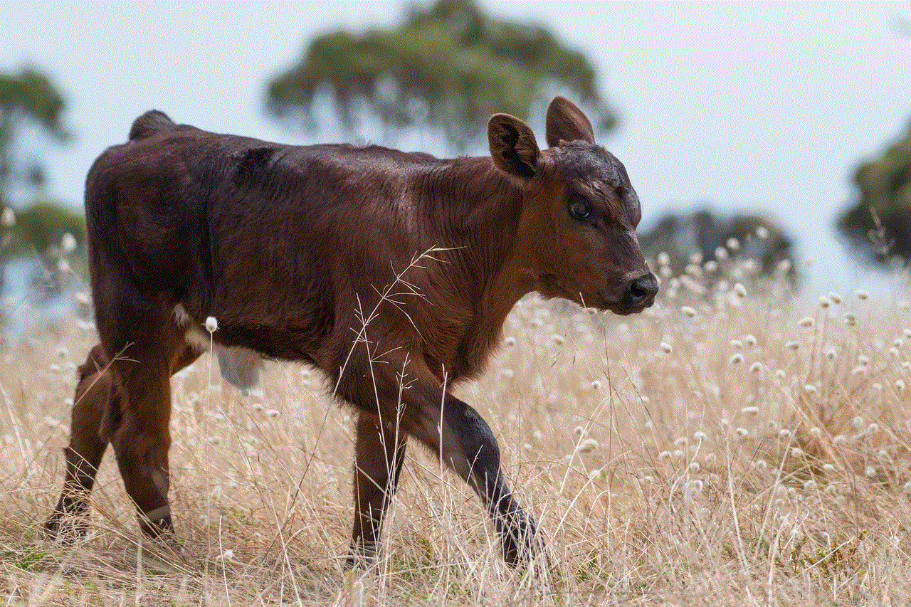 Calf Cow