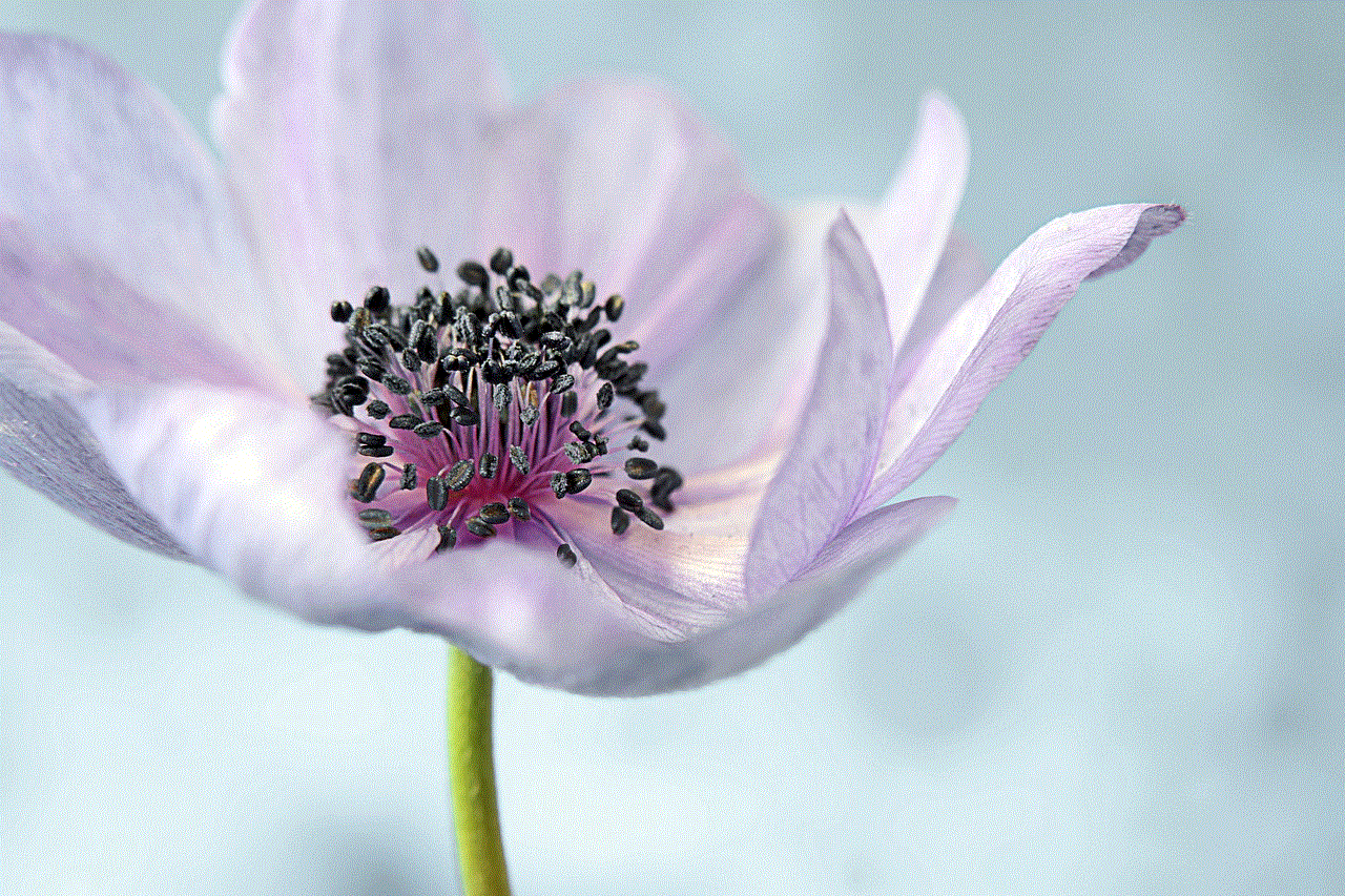 Autumn Blooming Anemone