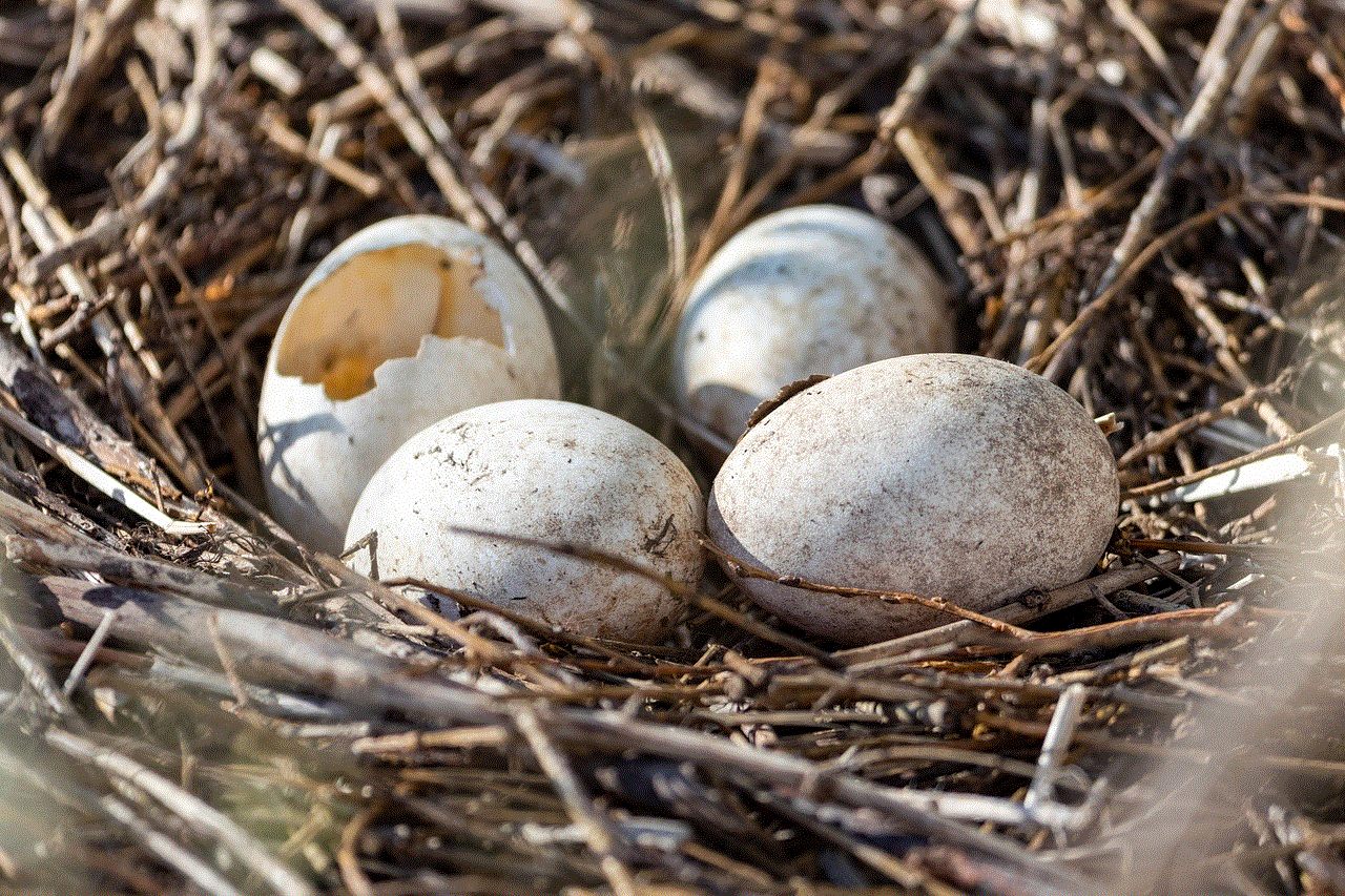 Eggs Nest