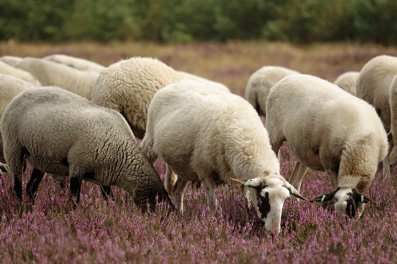 Heather Heath Sheep