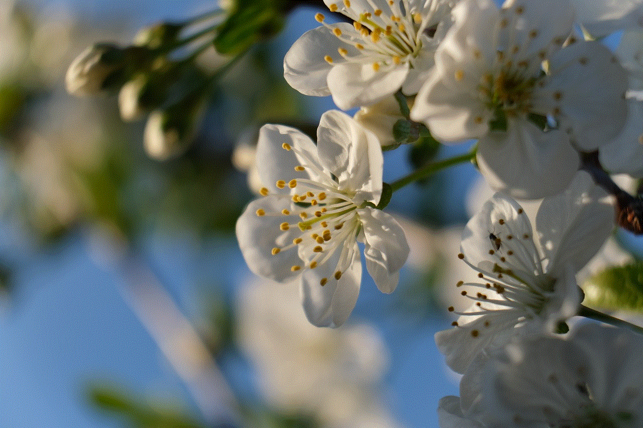 White Flower Cherry Tree