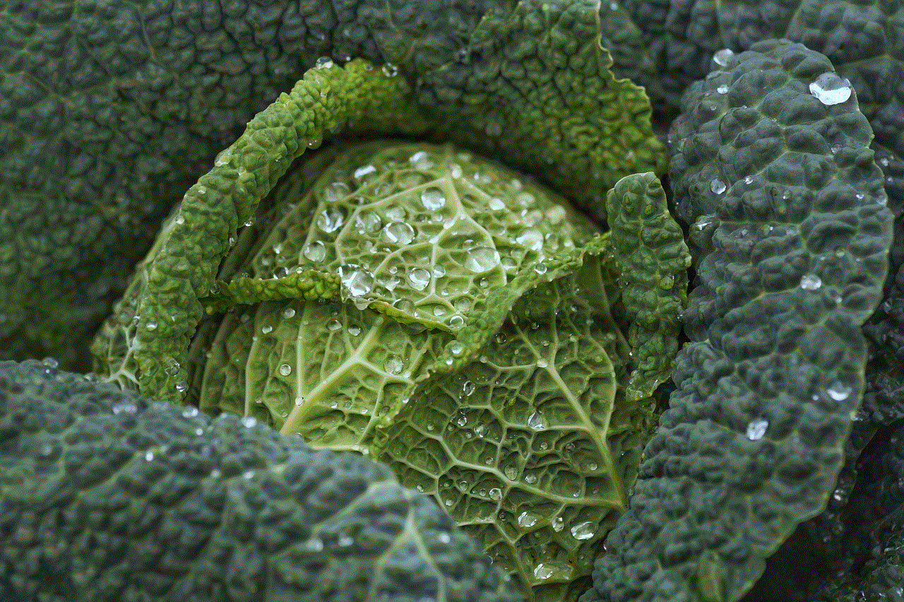 Savoy Cabbage Cabbage