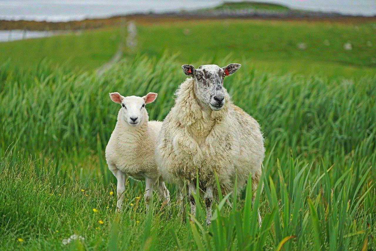 Sheep Animals