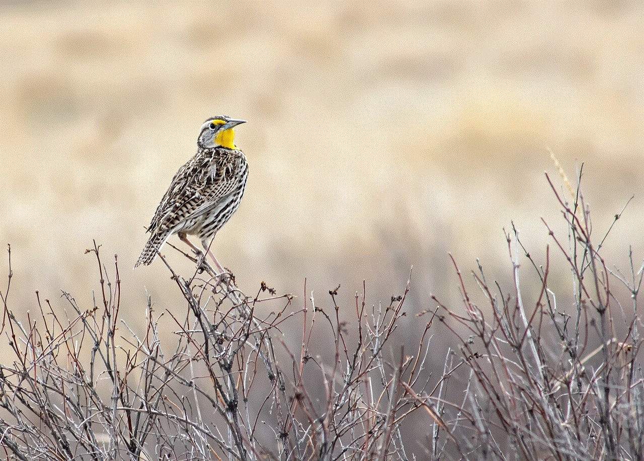 Bird Western Meadowlark
