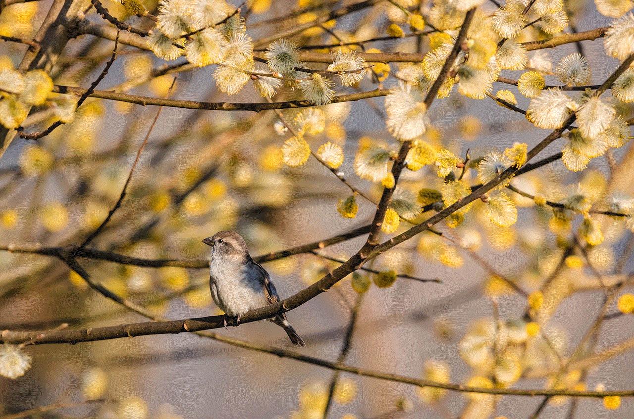 Bird Sparrow