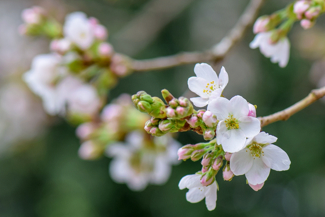 Cherry Blossom Flowers